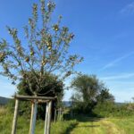 Die Schwammerswiese: Ein artenreiches historisches Wiesengebiet in Sandhausen