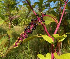 Der Hardtwald erstickt unter den Kermesbeeren – Gemeinschaftsaktion am Freitag