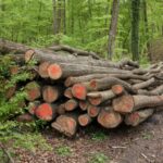 Öl und Gas knapp und teuer: Interesse an Brennholz steigt sprunghaft