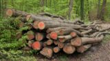 Öl und Gas knapp und teuer: Interesse an Brennholz steigt sprunghaft