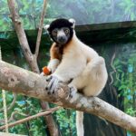 Jao bringt Schwung in die Lemuren-WG - Neuer Kronensifaka im Zoo eingezogen