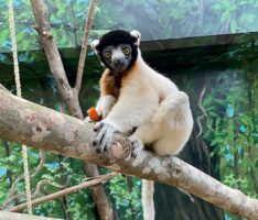 Jao bringt Schwung in die Lemuren-WG – Neuer Kronensifaka im Zoo eingezogen