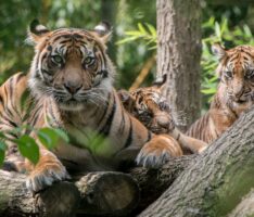 Drei Kraftpakete werden groß – </br>Junge Sumatra-Tiger im Zoo fit und munter