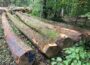 Kreisforstamt: Holz wird regional vermarktet und bringt wieder bessere Preise