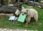 Online-Angebot: Zoodirektor liest tierisch gute Geschichten aus dem Zoo