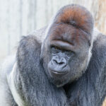 Tiergartenfreunde spenden 30.000 Euro für Gorilla-Außenanlage