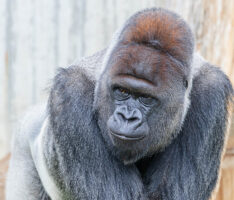 Tiergartenfreunde spenden 30.000 Euro für Gorilla-Außenanlage