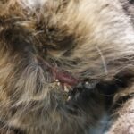 Tierschutz rät, auf Halsbänder für Katzen zu verzichten