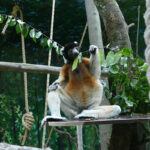 Zoo Heidelberg: Kronensifaka Jao ist beliebt in der Lemuren-WG