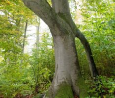 Besondere Bäume im Rhein-Neckar-Kreis: „Torwächter-Buche“ im Gaiberger Wald