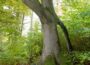 Besondere Bäume im Rhein-Neckar-Kreis: „Torwächter-Buche“ im Gaiberger Wald