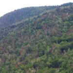 Klimaschutz: Umbau der heimischen Wälder zu mehr Diversität und Resilienz 
