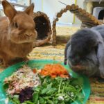 Kaninchen in Innenhaltung – Es gibt einiges zu beachten