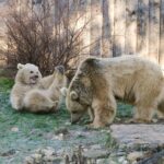 Zoo vorsichtig optimistisch: Positiver Rückblick auf 2021 und aktuelle Tier-Inventur