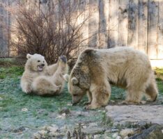 Zoo vorsichtig optimistisch: Positiver Rückblick auf 2021 und aktuelle Tier-Inventur