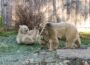 Zoo vorsichtig optimistisch: Positiver Rückblick auf 2021 und aktuelle Tier-Inventur