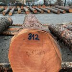 Nadelwertholz: Forstamt bietet am kostenlose Führung in Eberbach an