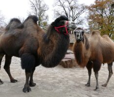 Wer hat sein Herz im Zoo verloren? „Tour d’Amour“ am Valentinstag