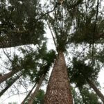 Der höchste Baum im Odenwald - Aus der Serie "Besondere Bäume" im RN-Kreis