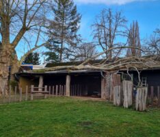 Sturmtief Antonia trifft Zoo hart – Gebäudeschaden bei Riesenschildkröten