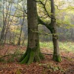 Besondere Bäume im Rhein-Neckar-Kreis - </br>Das Buchenpaar im Haager Gemeindewald