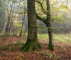 Besondere Bäume im Rhein-Neckar-Kreis – </br>Das Buchenpaar im Haager Gemeindewald