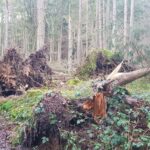 Wälder vor Borkenkäferbefall schützen - Bruttaugliche Material entfernen