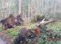 Wälder vor Borkenkäferbefall schützen – Bruttaugliche Material entfernen