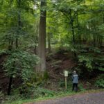 Besondere Bäume: Die Holzmann-Esche im Hirschberger Gemeindewald