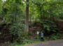 Besondere Bäume: Die Holzmann-Esche im Hirschberger Gemeindewald