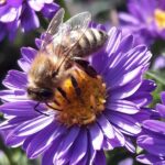 Erzeugnisse der Honigbiene: Workshops im Zoo starten ab dem 29. April 2022