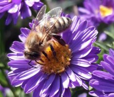 Erzeugnisse der Honigbiene: Workshops im Zoo starten ab dem 29. April 2022