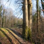 Besondere Bäume: Verschlungene Schönheit im Walldorfer Stadtwald