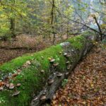 Besondere Bäume: Totholz Buche im Gemeindewald Schönbrunn - ein wichtiges Habitat