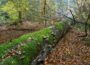 Besondere Bäume: Totholz Buche im Gemeindewald Schönbrunn – ein wichtiges Habitat