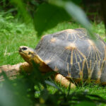 Welt-Schildkrötentag - Heidelberger Riesenschildkröten machen Urlaub in Prag