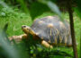 Welt-Schildkrötentag – Heidelberger Riesenschildkröten machen Urlaub in Prag