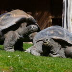 Wg. Neubau: Heidelberger Schildkröten gehen auf Urlaubsreise bis zum Einzug
