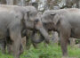Europas Elefanten-Spezialisten zu Gast <br/> Zoo Heidelberg überzeugt mit Elefantenhaltung