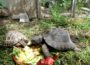 Gedanken zum Welt-Schildkröten-Tag – </br>Freiheitsdrang nicht unterschätzen!
