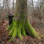 Besondere Bäume im Rhein-Neckar-Kreis: </br>Die dicke Buche im Dämmelwald in Wiesloch