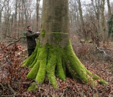 Besondere Bäume im Rhein-Neckar-Kreis: </br>Die dicke Buche im Dämmelwald in Wiesloch
