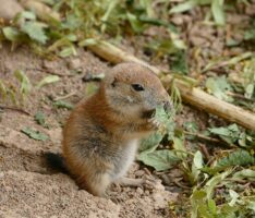 Nager-Nachwuchs mit Herzchenfaktor – Junge Präriehunde im Zoo sorgen für Unterhaltung