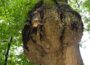 Aus der Serie besondere Bäume: „Krebs-Eiche“ im Hirschberger Wald