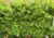 BUND Sandhausen warnt vor giftigem Neophyt „Kirschlorbeer“ – Einheimische Pflanzen pflanzen