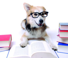 Keine Personalprobleme beim Tierheimfest – ausreichend Helfer gefunden