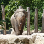 Elefanten WG im Heidelberger Zoo: Tarak tauscht mit Minh-Tan aus Osnabrück