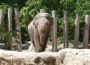 Elefanten WG im Heidelberger Zoo: Tarak tauscht mit Minh-Tan aus Osnabrück
