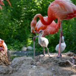 Hell und flauschige Kuba Flamingos - Jungtiere zeigen sich im Zoo