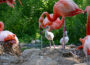Hell und flauschige Kuba Flamingos – Jungtiere zeigen sich im Zoo